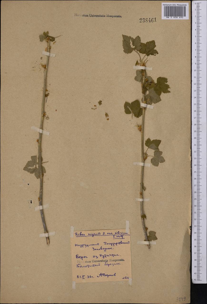 Ribes nigrum L., Middle Asia, Northern & Central Kazakhstan (M10) (Kazakhstan)