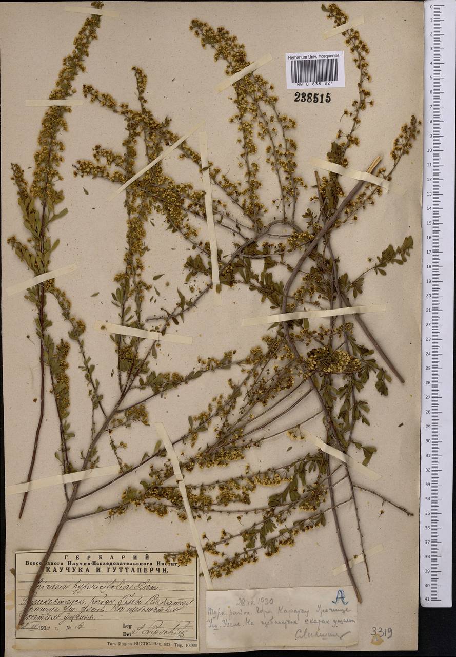 Spiraea hypericifolia L., Middle Asia, Western Tian Shan & Karatau (M3) (Kazakhstan)