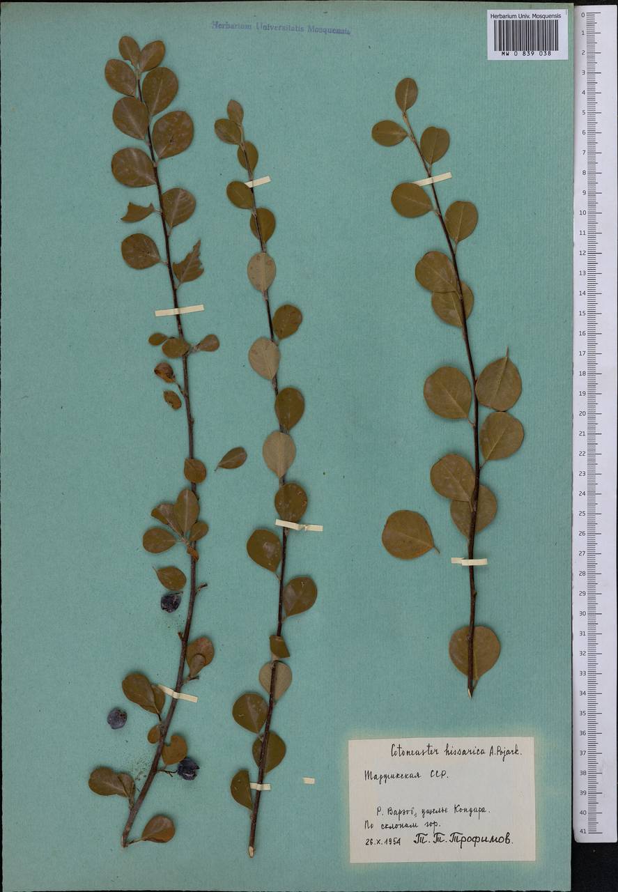 Cotoneaster hissaricus Pojark., Middle Asia, Pamir & Pamiro-Alai (M2) (Tajikistan)