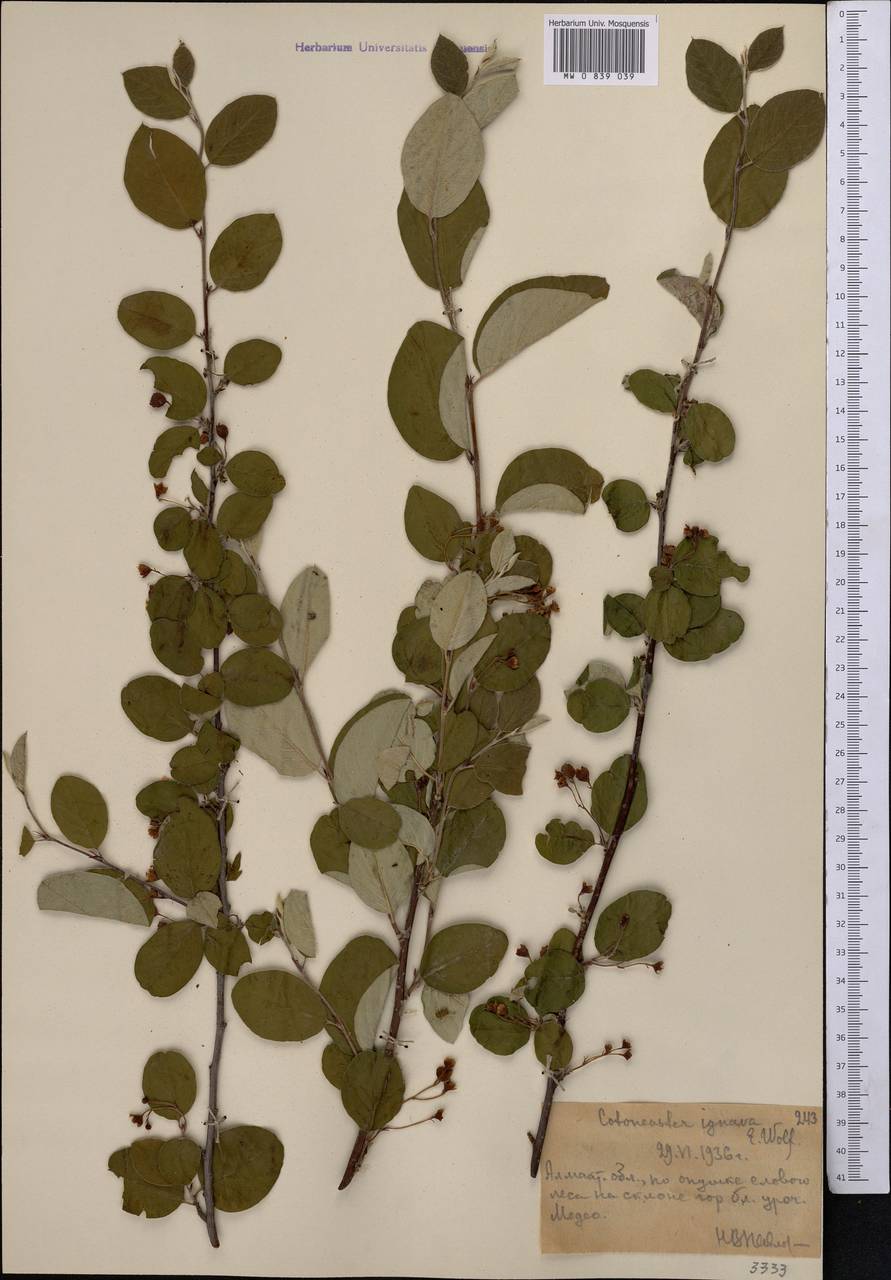 Cotoneaster ignavus E.L.Wolf, Middle Asia, Northern & Central Tian Shan (M4) (Kazakhstan)
