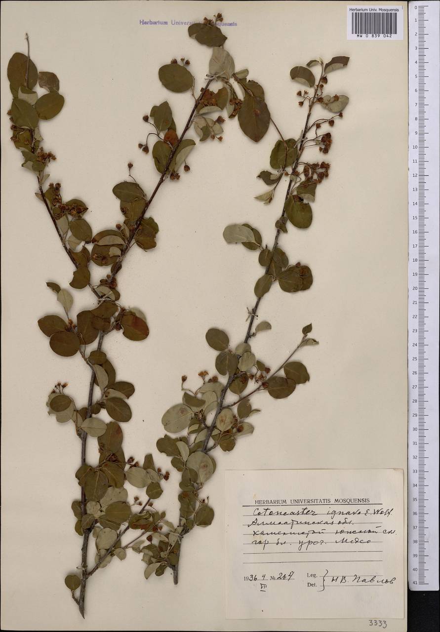 Cotoneaster ignavus E.L.Wolf, Middle Asia, Northern & Central Tian Shan (M4) (Kazakhstan)