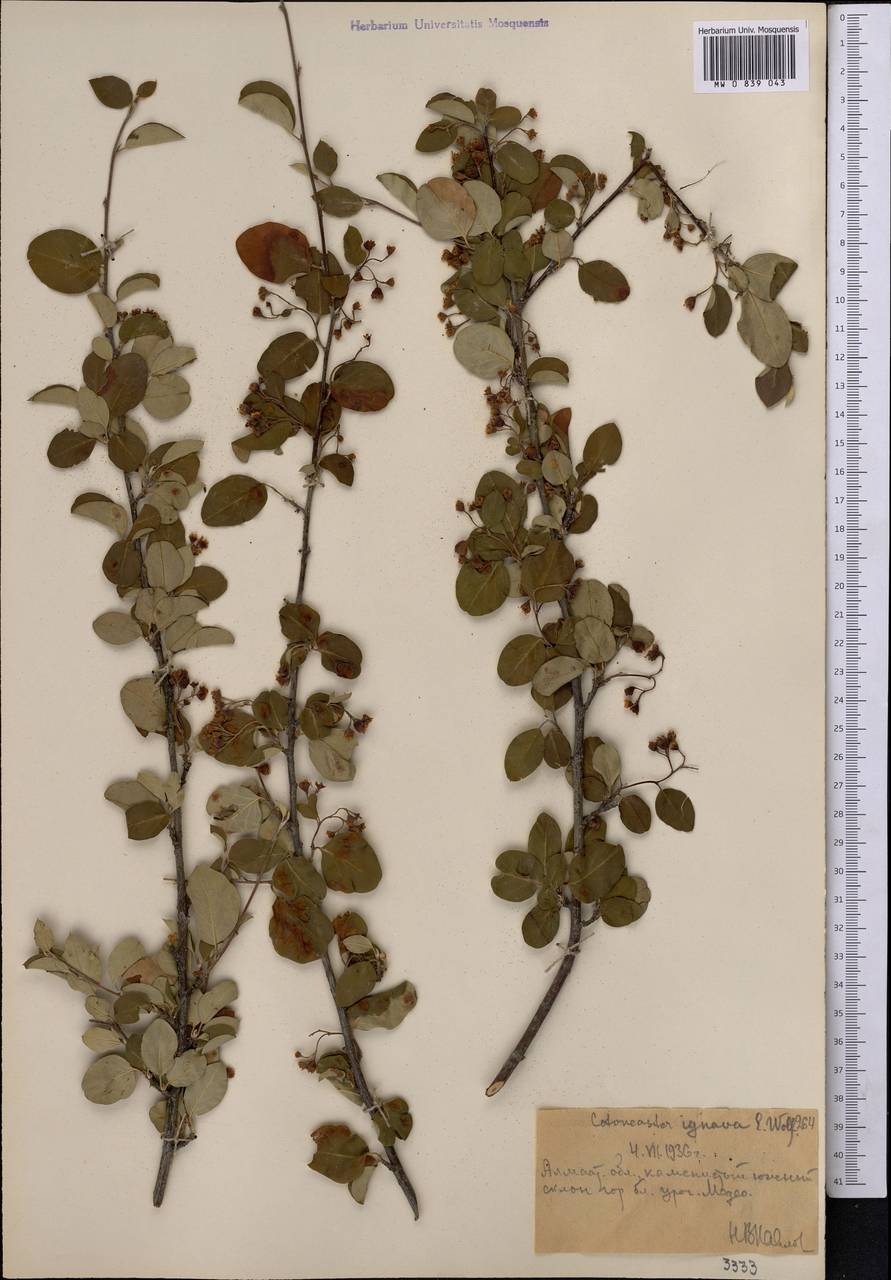 Cotoneaster ignavus E.L.Wolf, Middle Asia, Northern & Central Tian Shan (M4) (Kazakhstan)