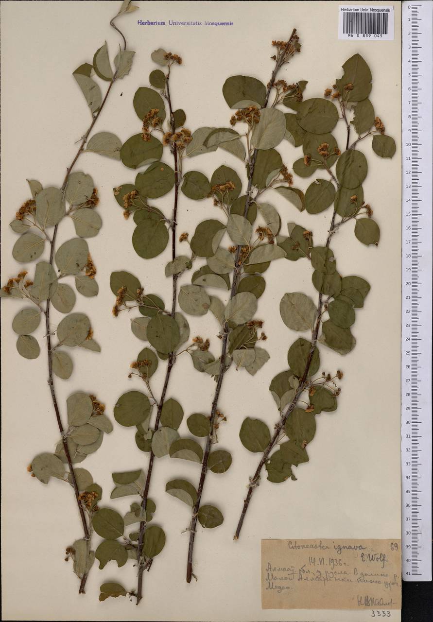 Cotoneaster ignavus E.L.Wolf, Middle Asia, Northern & Central Tian Shan (M4) (Kazakhstan)