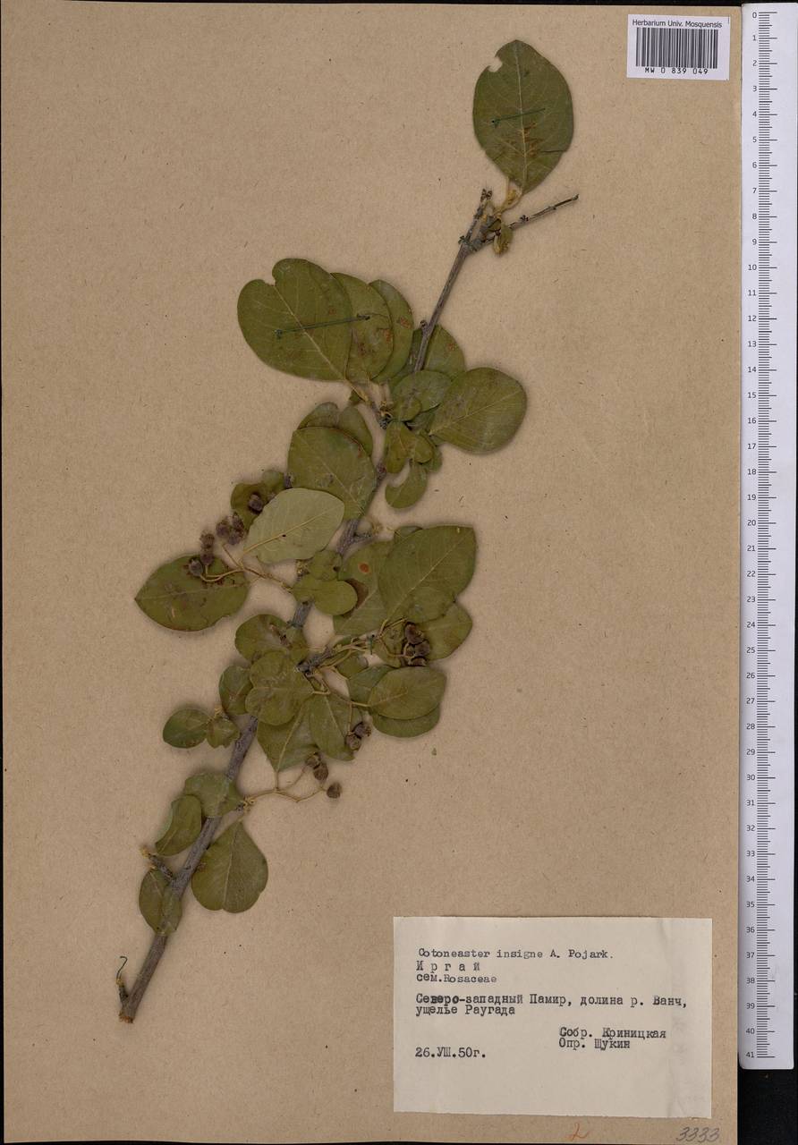 Cotoneaster insignis Pojark., Middle Asia, Pamir & Pamiro-Alai (M2) (Tajikistan)
