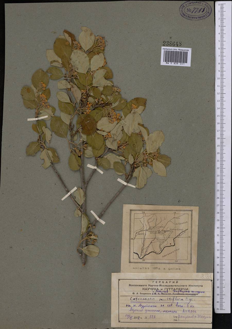 Cotoneaster insignis Pojark., Middle Asia, Pamir & Pamiro-Alai (M2) (Tajikistan)