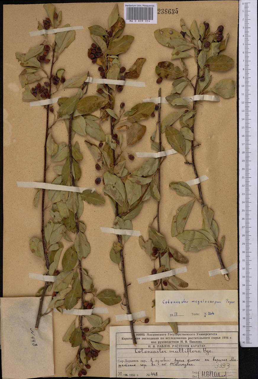 Cotoneaster megalocarpus Popov, Middle Asia, Western Tian Shan & Karatau (M3) (Kazakhstan)