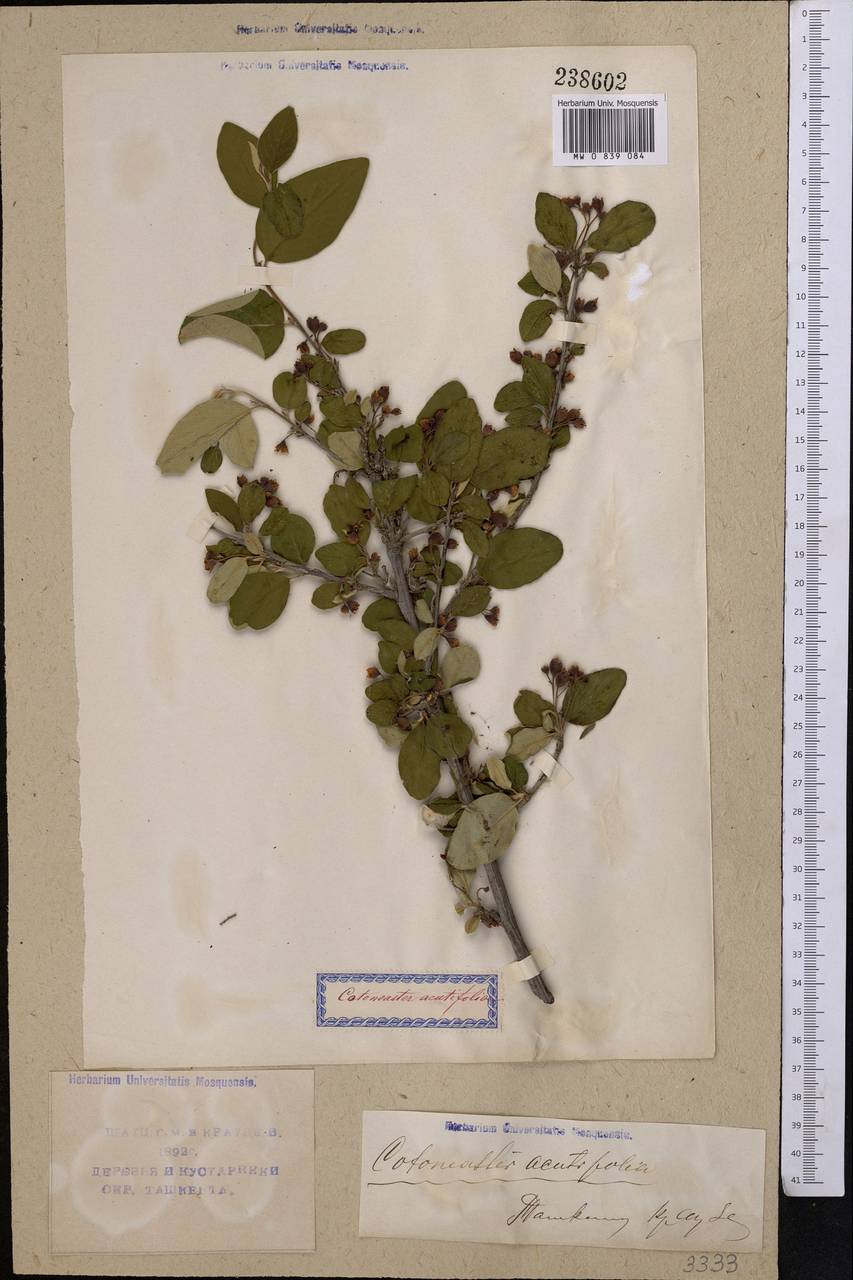 Cotoneaster melanocarpus G. Lodd., Middle Asia, Syr-Darian deserts & Kyzylkum (M7) (Uzbekistan)