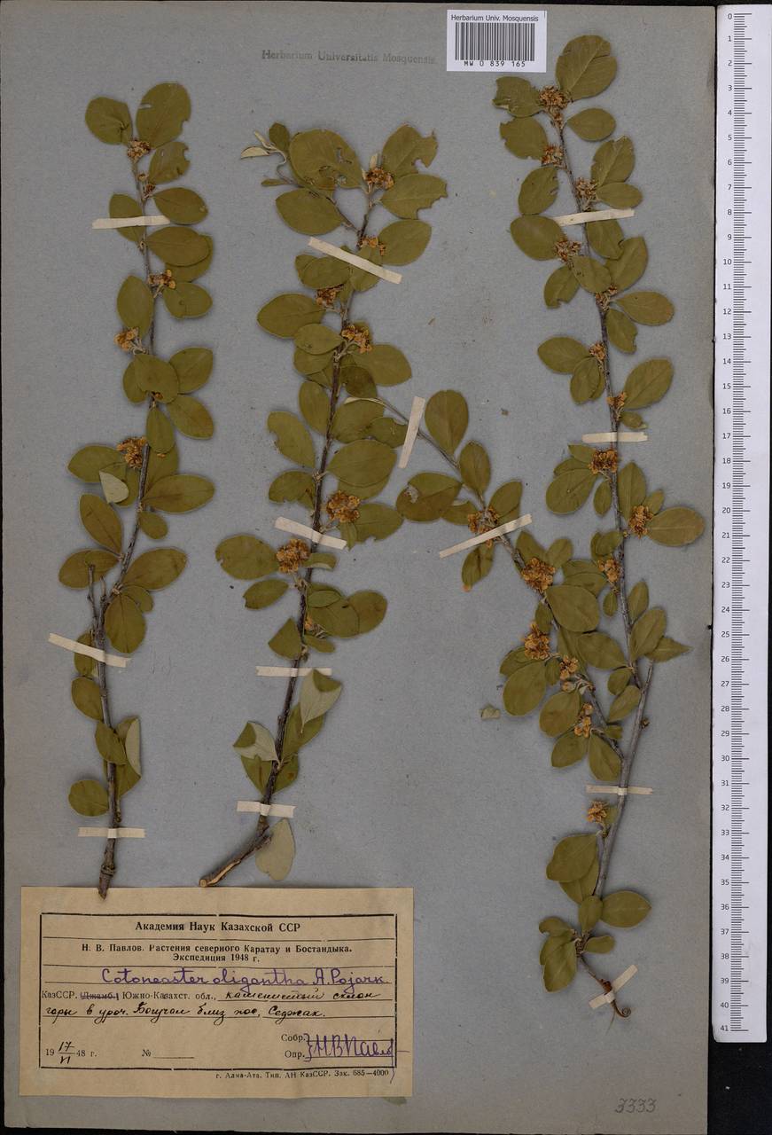 Cotoneaster nummularius Fisch. & C. A. Mey., Middle Asia, Western Tian Shan & Karatau (M3) (Uzbekistan)