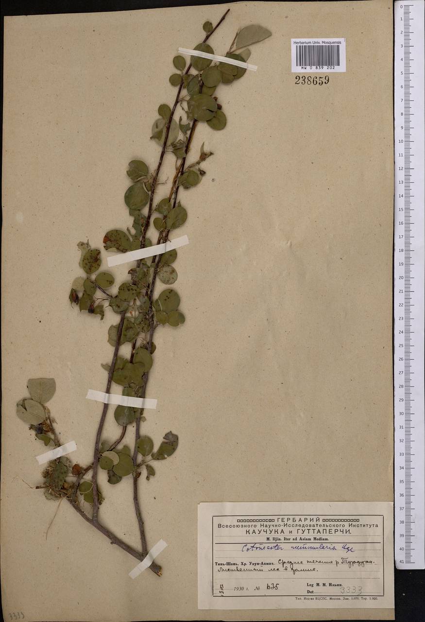 Cotoneaster suavis Pojark., Middle Asia, Western Tian Shan & Karatau (M3) (Kyrgyzstan)