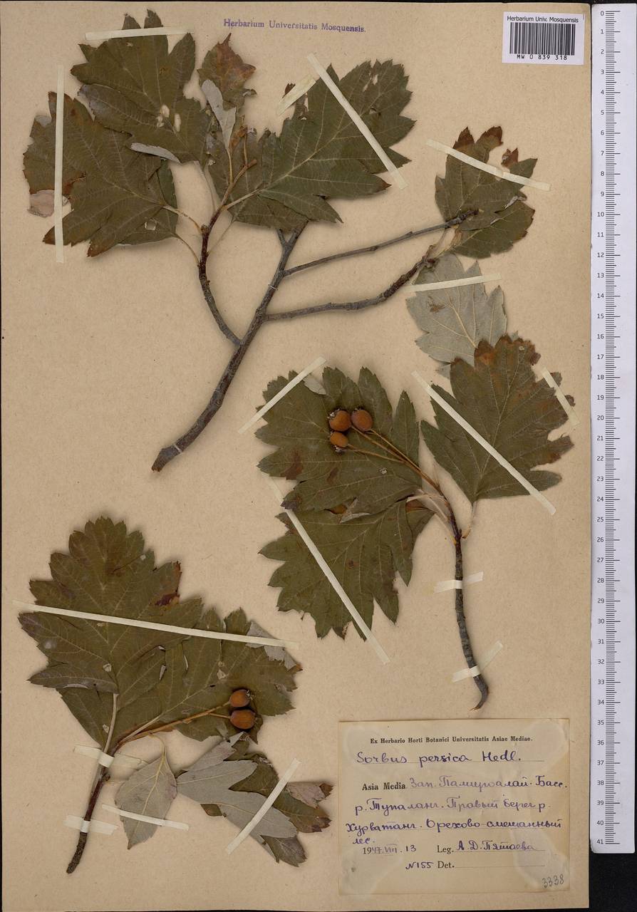 Hedlundia persica (Hedl.) Mezhenskyj, Middle Asia, Pamir & Pamiro-Alai (M2) (Uzbekistan)