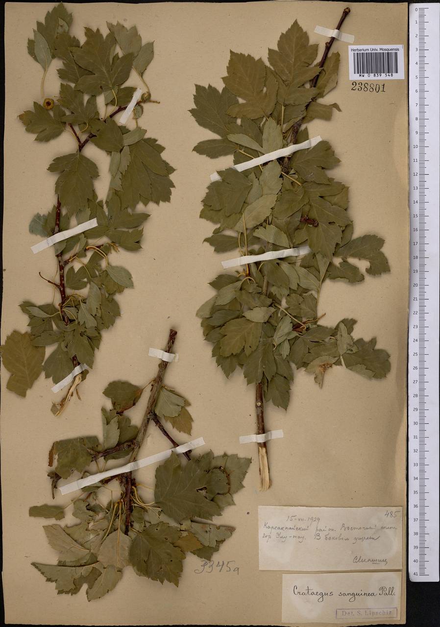 Crataegus sanguinea Pall., Middle Asia, Muyunkumy, Balkhash & Betpak-Dala (M9) (Kazakhstan)