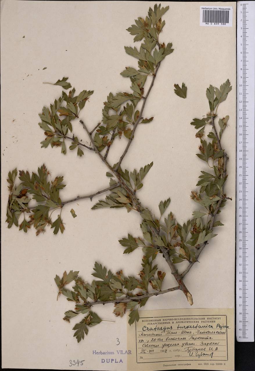 Crataegus pseudoheterophylla subsp. turkestanica (Pojark.) K. I. Chr., Middle Asia, Western Tian Shan & Karatau (M3) (Uzbekistan)