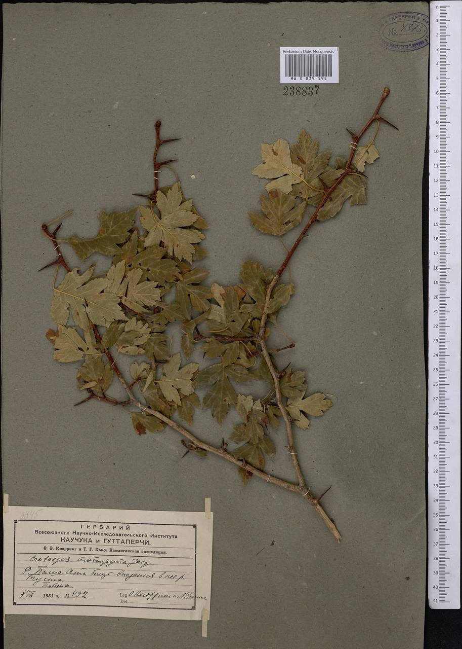 Crataegus pseudoheterophylla subsp. turkestanica (Pojark.) K. I. Chr., Middle Asia, Western Tian Shan & Karatau (M3)