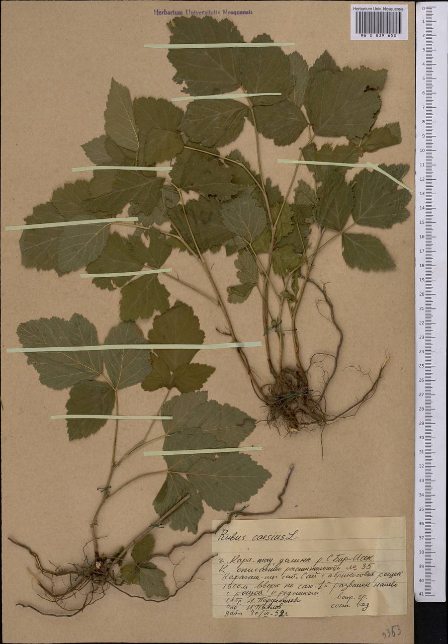Rubus caesius L., Middle Asia, Western Tian Shan & Karatau (M3) (Kazakhstan)