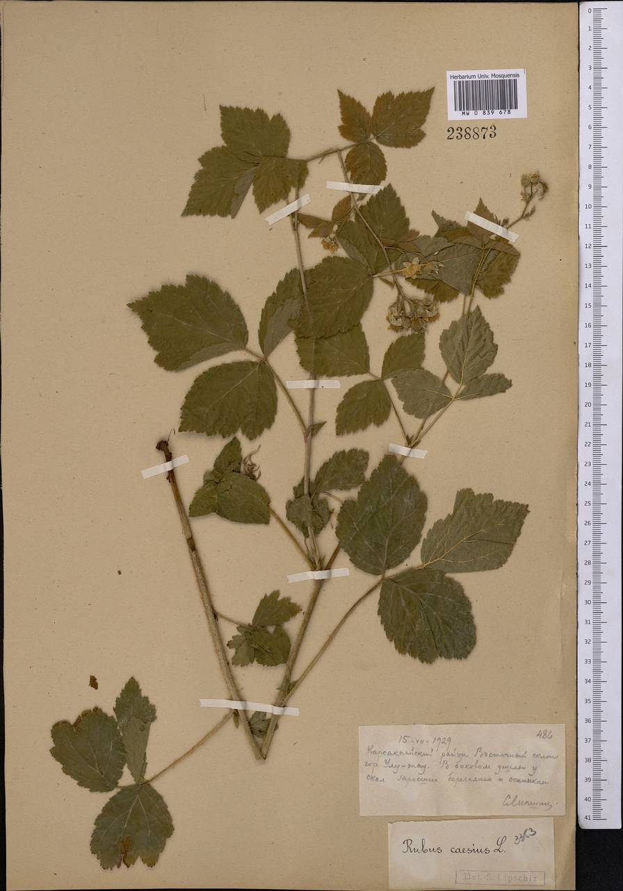 Rubus caesius L., Middle Asia, Muyunkumy, Balkhash & Betpak-Dala (M9) (Kazakhstan)