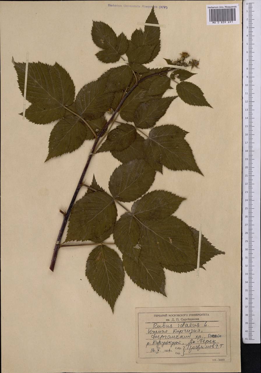 Rubus idaeus L., Middle Asia, Western Tian Shan & Karatau (M3) (Kyrgyzstan)