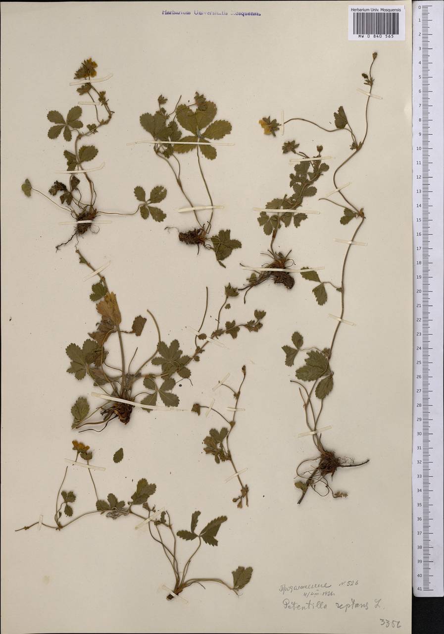 Potentilla reptans L., Middle Asia, Northern & Central Tian Shan (M4) (Kazakhstan)