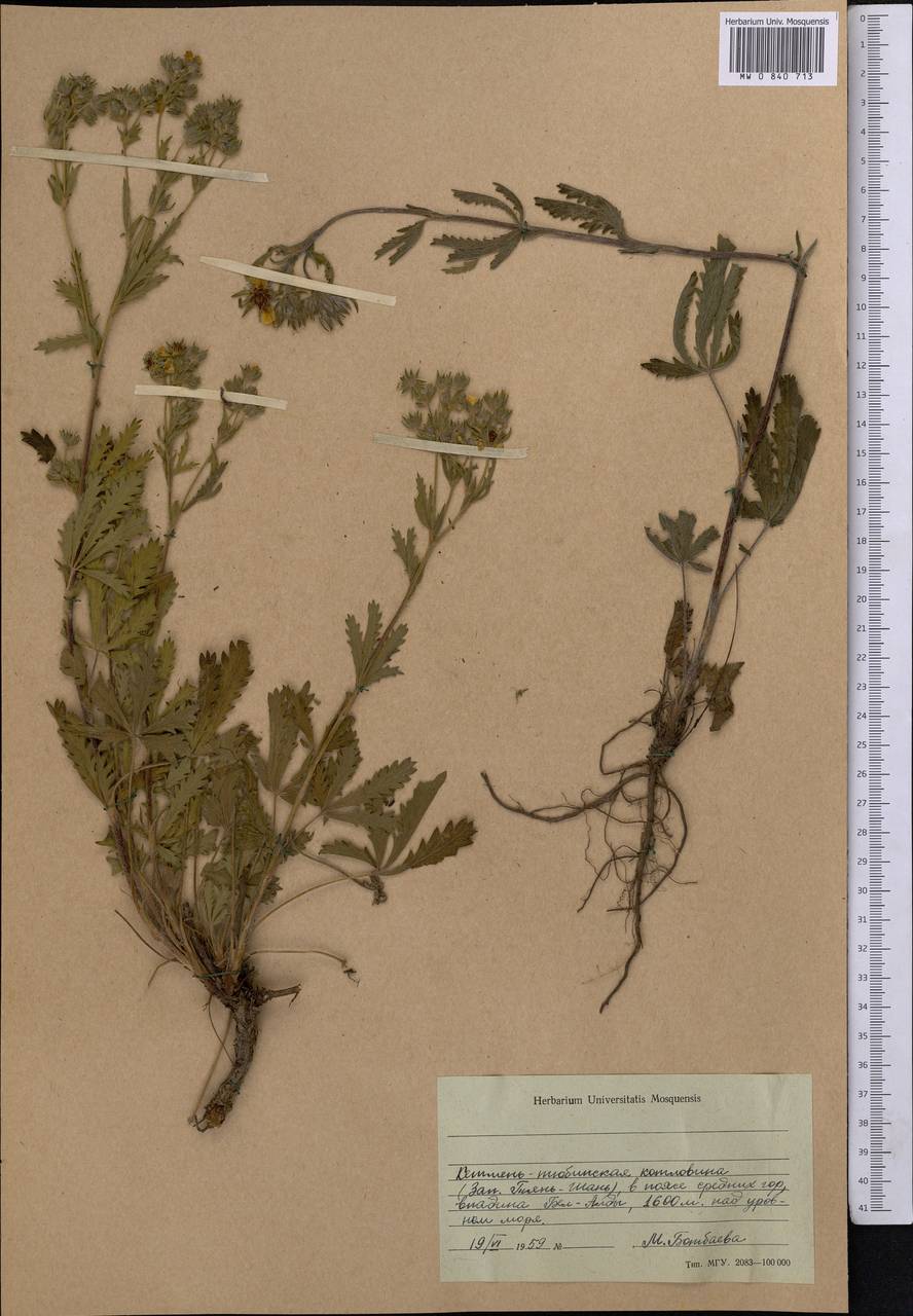 Potentilla pedata Willd., Middle Asia, Western Tian Shan & Karatau (M3) (Kyrgyzstan)