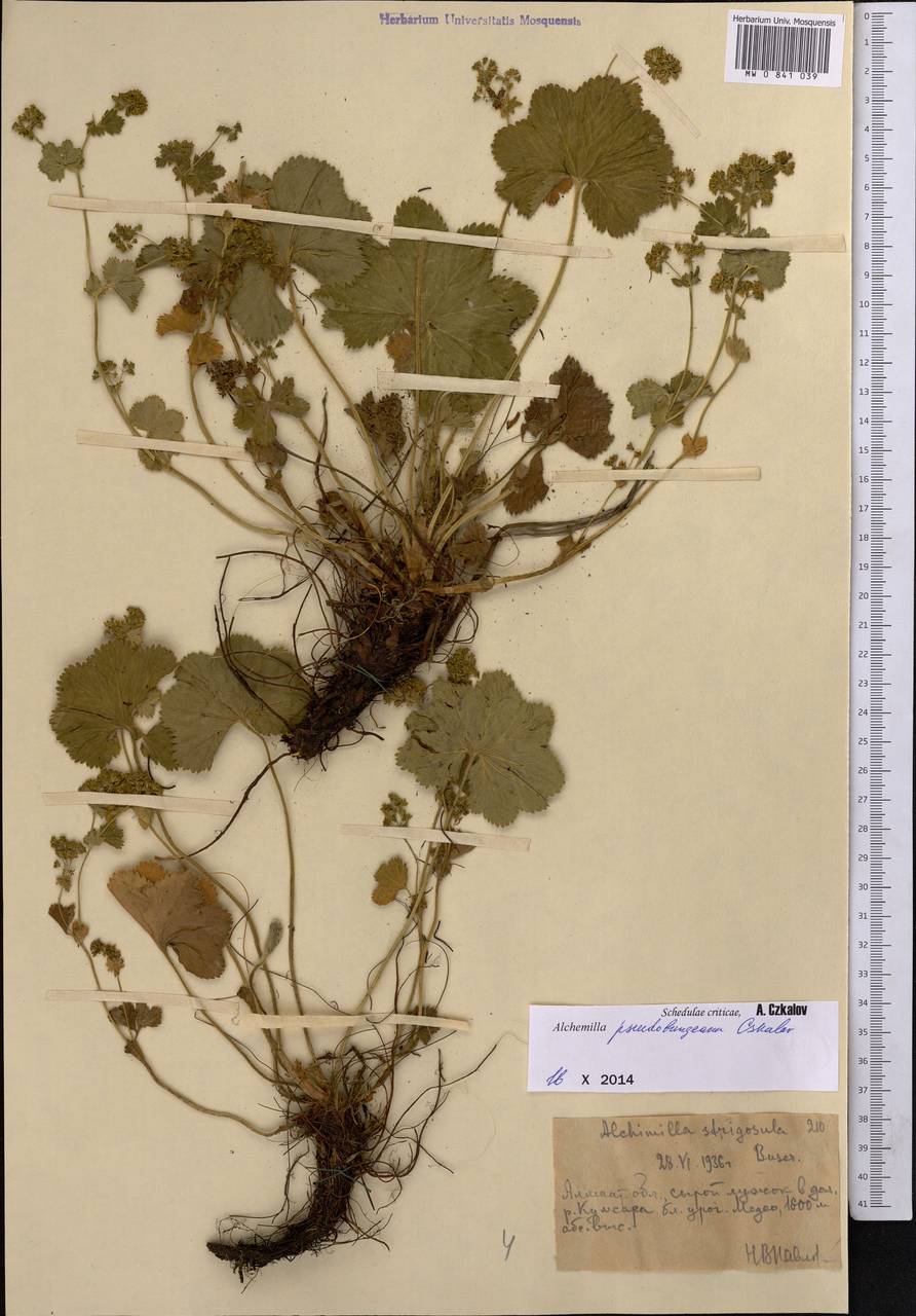 Alchemilla pseudobungeana Czkalov, Middle Asia, Northern & Central Tian Shan (M4) (Kazakhstan)