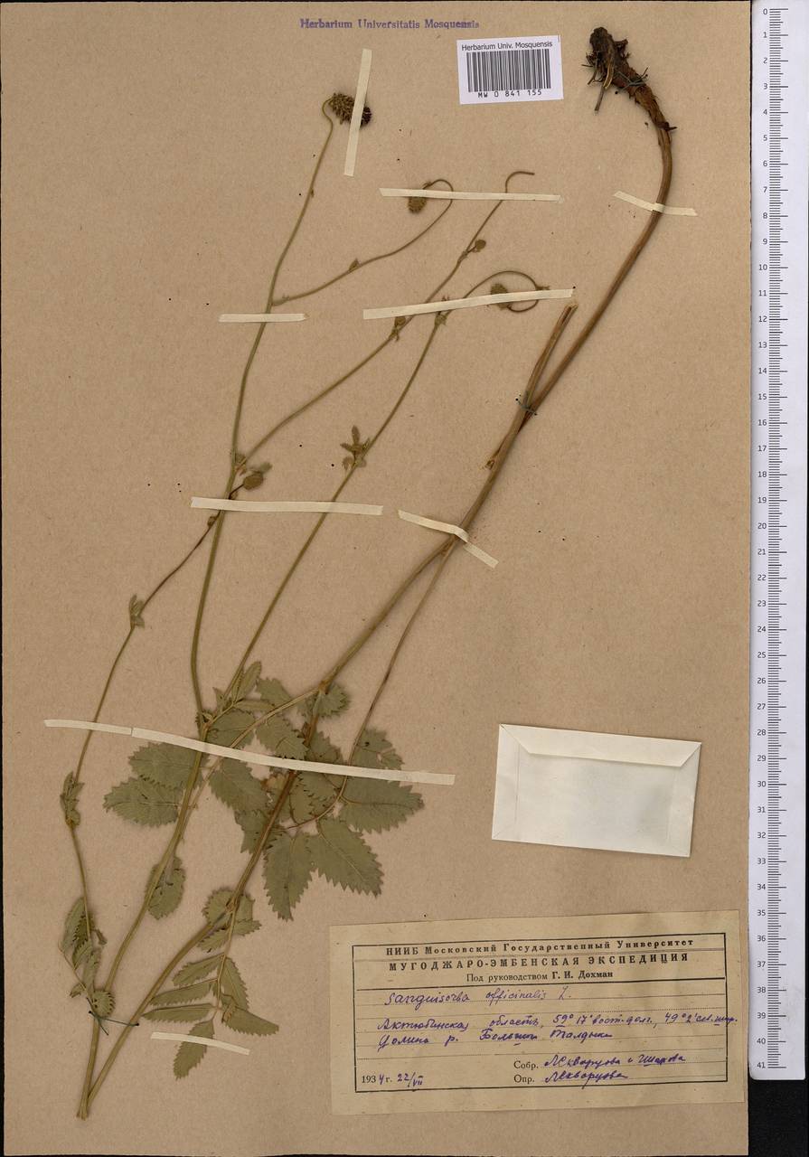 Sanguisorba officinalis L., Middle Asia, Caspian Ustyurt & Northern Aralia (M8) (Kazakhstan)
