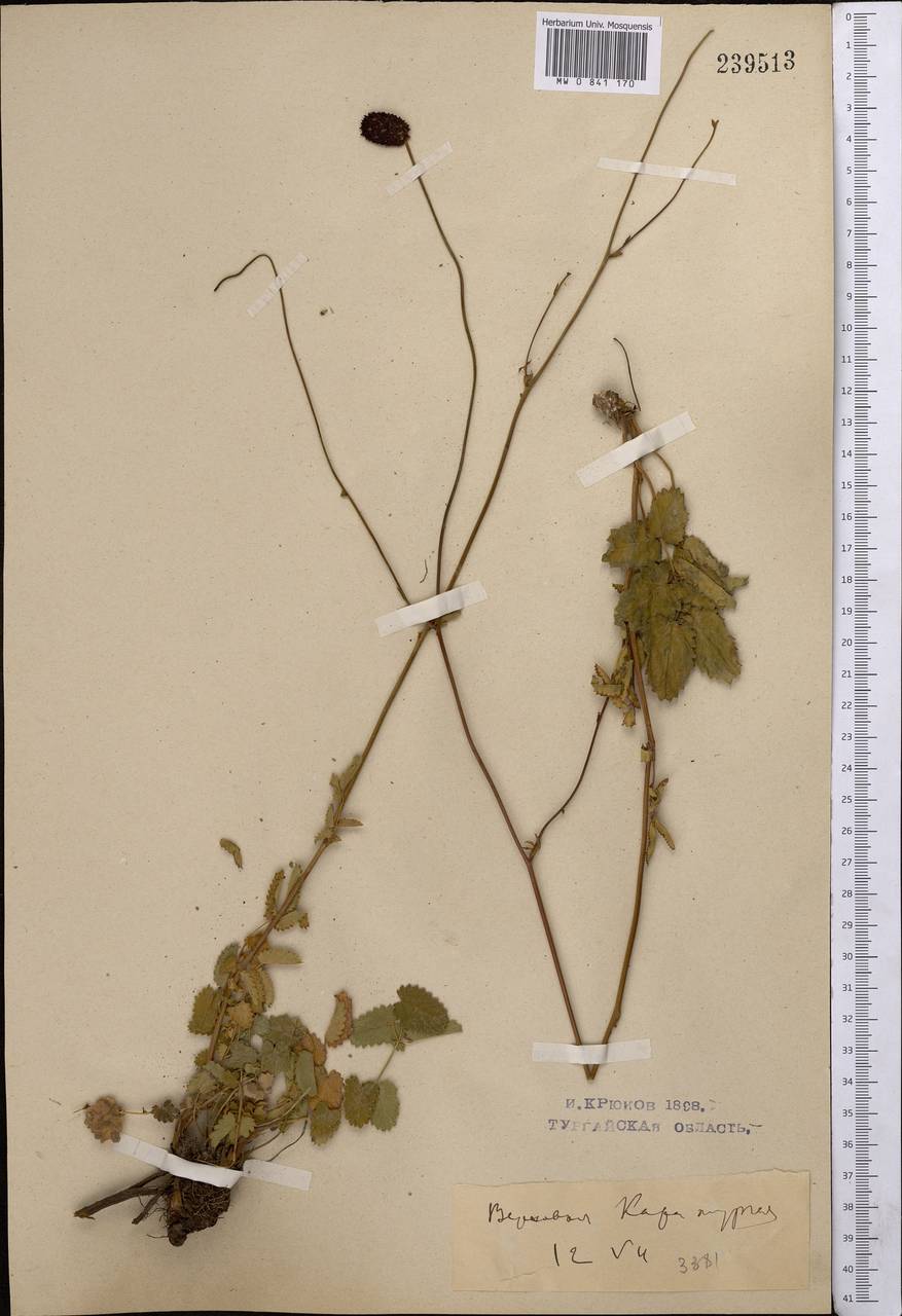 Sanguisorba officinalis L., Middle Asia, Northern & Central Kazakhstan (M10) (Kazakhstan)