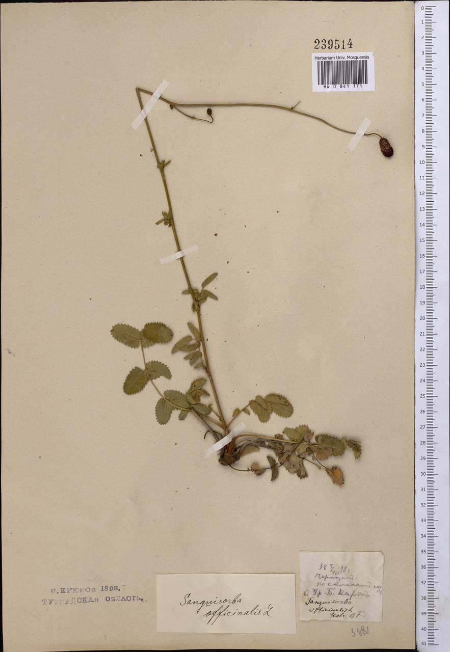 Sanguisorba officinalis L., Middle Asia, Northern & Central Kazakhstan (M10) (Kazakhstan)