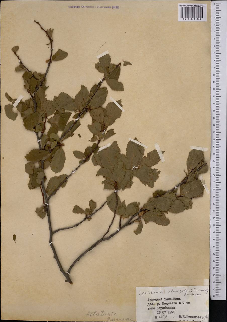 Prunus ulmifolia Franch., Middle Asia, Western Tian Shan & Karatau (M3) (Uzbekistan)