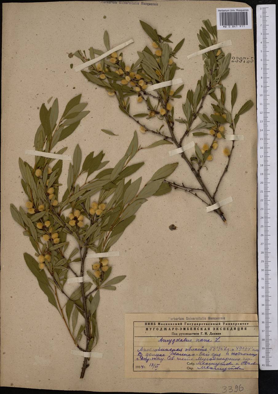 Prunus tenella Batsch, Middle Asia, Caspian Ustyurt & Northern Aralia (M8) (Kazakhstan)