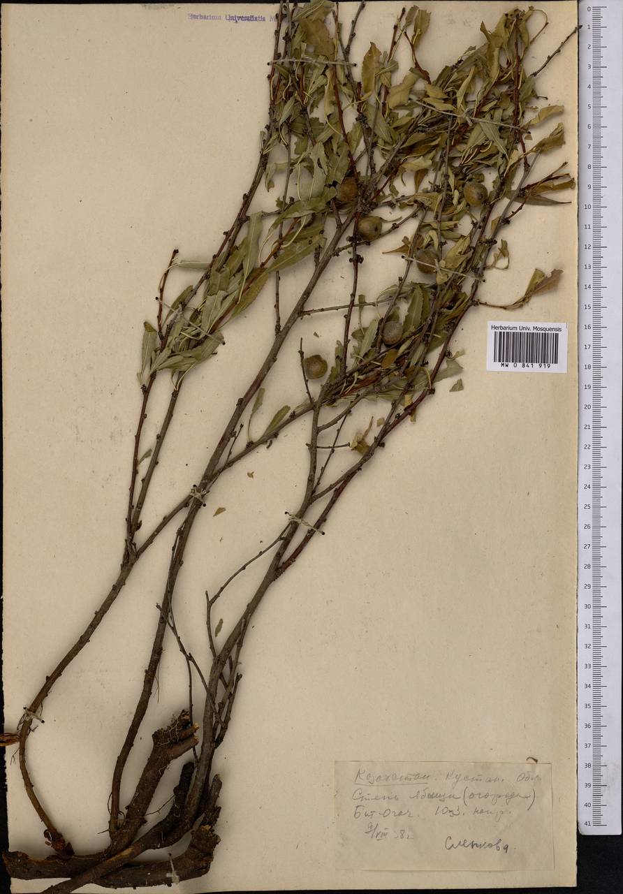 Prunus tenella Batsch, Middle Asia, Northern & Central Kazakhstan (M10) (Kazakhstan)
