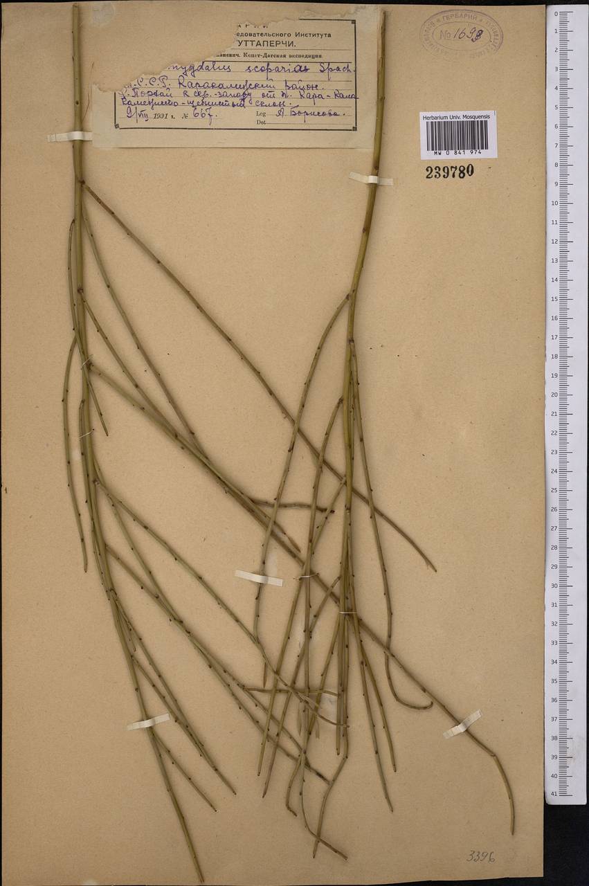 Prunus scoparia (Spach) C. K. Schneid., Middle Asia, Kopet Dag, Badkhyz, Small & Great Balkhan (M1) (Turkmenistan)