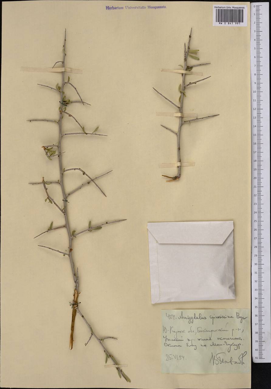 Prunus spinosissima (Bunge) Franch., Middle Asia, Western Tian Shan & Karatau (M3) (Uzbekistan)