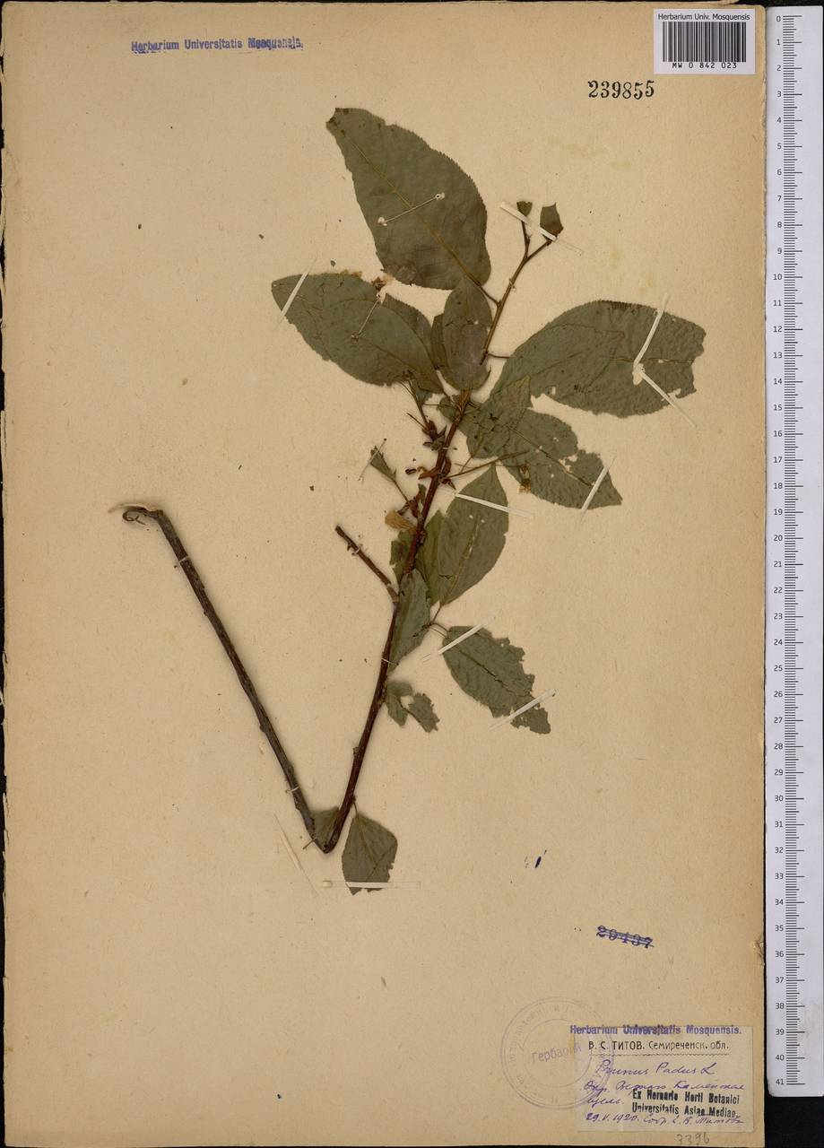 Prunus padus L., Middle Asia, Northern & Central Tian Shan (M4) (Kazakhstan)