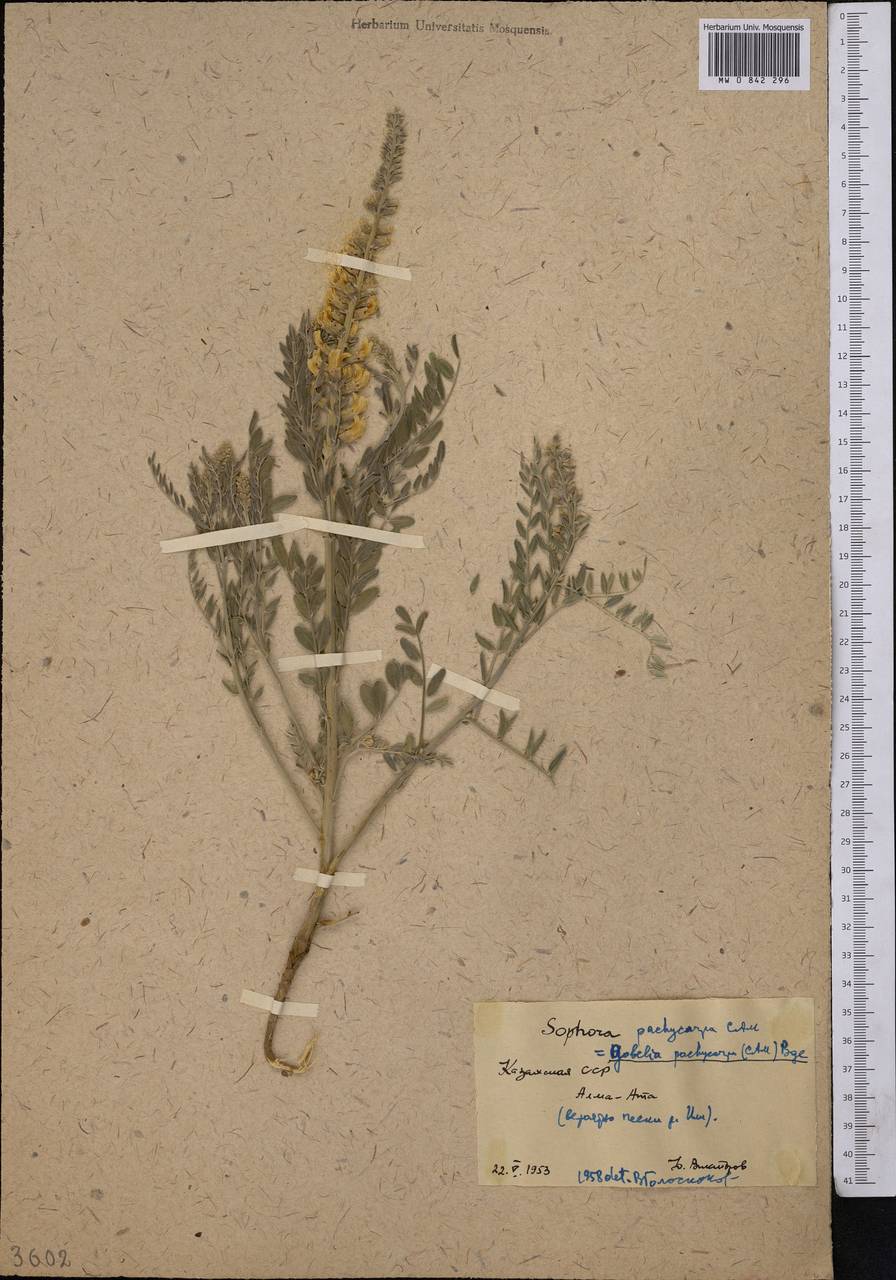 Sophora pachycarpa C.A.Mey., Middle Asia, Muyunkumy, Balkhash & Betpak-Dala (M9) (Kazakhstan)