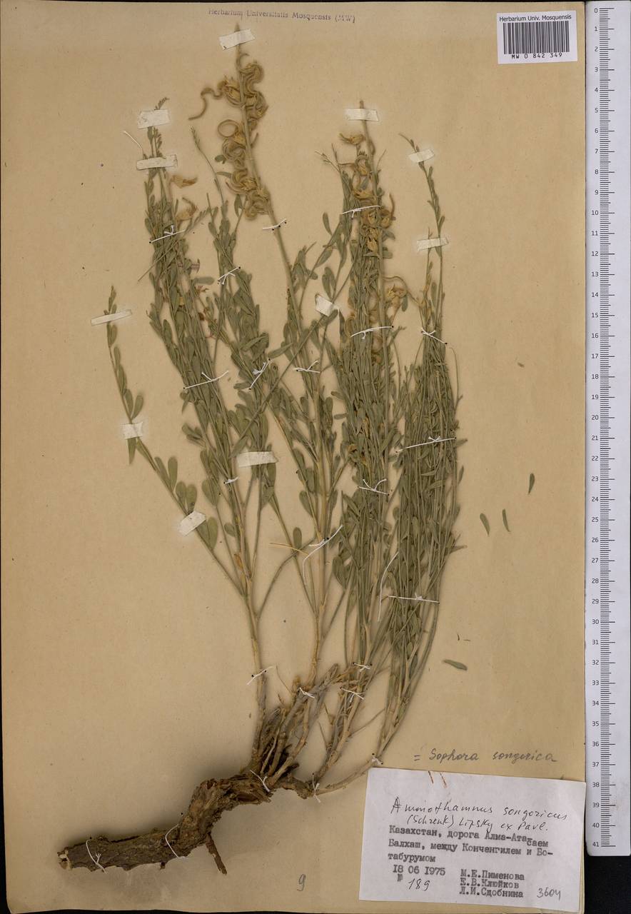 Sophora songorica Schrenk, Middle Asia, Muyunkumy, Balkhash & Betpak-Dala (M9) (Kazakhstan)