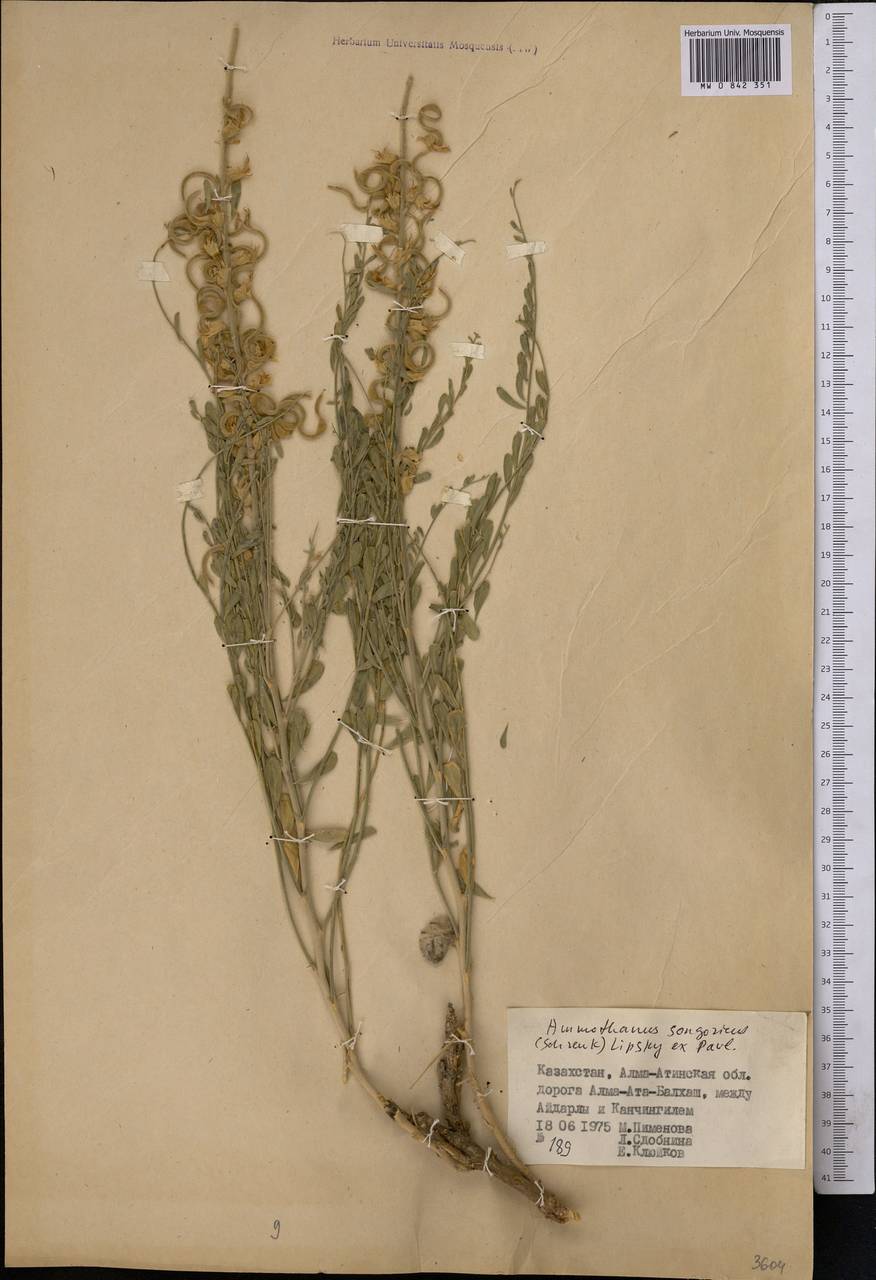 Sophora songorica Schrenk, Middle Asia, Muyunkumy, Balkhash & Betpak-Dala (M9) (Kazakhstan)