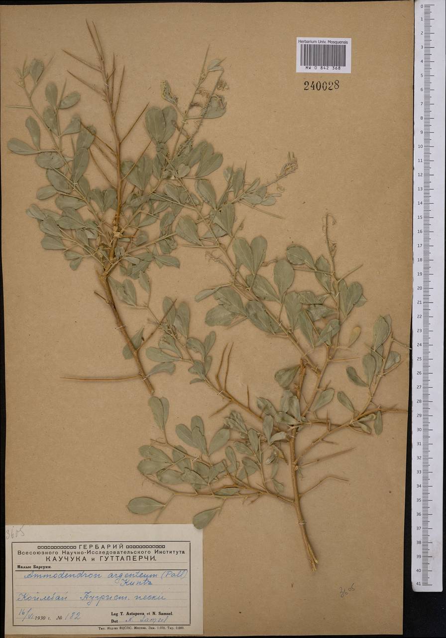 Ammodendron bifolium (Pall.)Yakovlev, Middle Asia, Caspian Ustyurt & Northern Aralia (M8) (Kazakhstan)