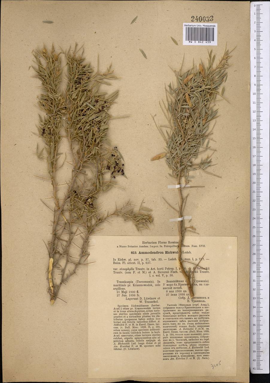 Ammodendron eichwaldii Ledeb., Middle Asia, Karakum (M6) (Turkmenistan)