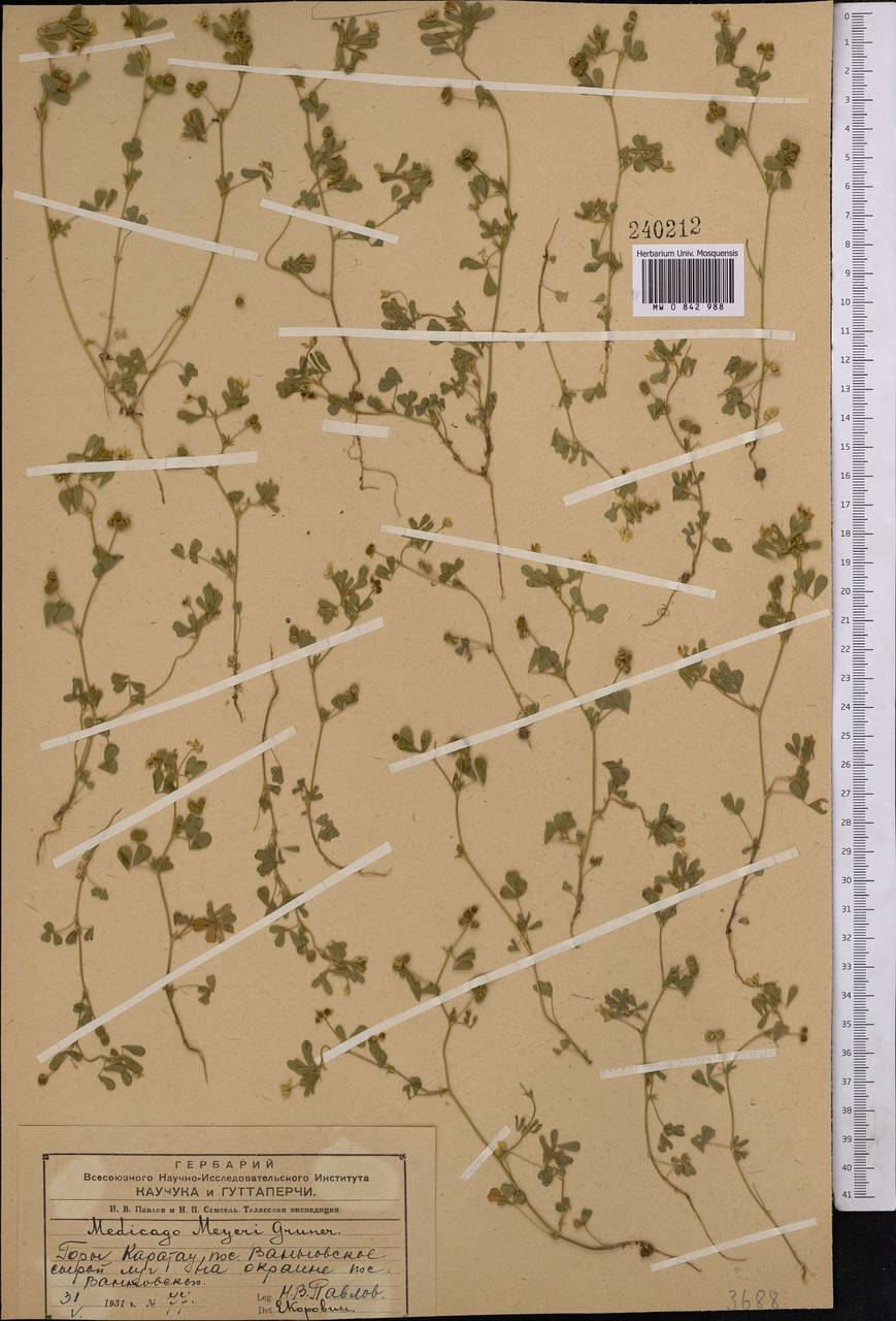 Medicago minima (L.) Bartal., Middle Asia, Western Tian Shan & Karatau (M3) (Kazakhstan)