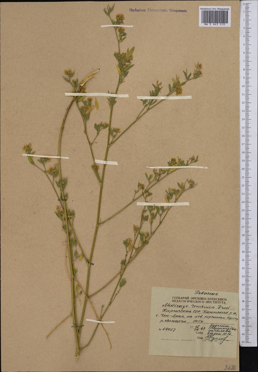 Medicago falcata subsp. falcata, Middle Asia, Northern & Central Tian Shan (M4) (Kyrgyzstan)