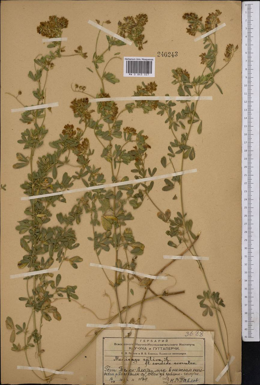 Medicago sativa L., Middle Asia, Western Tian Shan & Karatau (M3) (Kazakhstan)