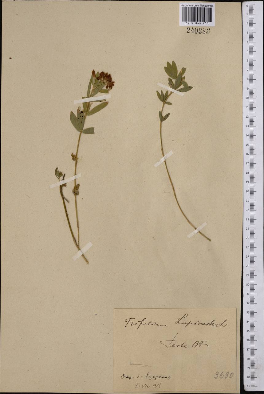 Trifolium lupinaster L., Middle Asia, Northern & Central Kazakhstan (M10) (Kazakhstan)