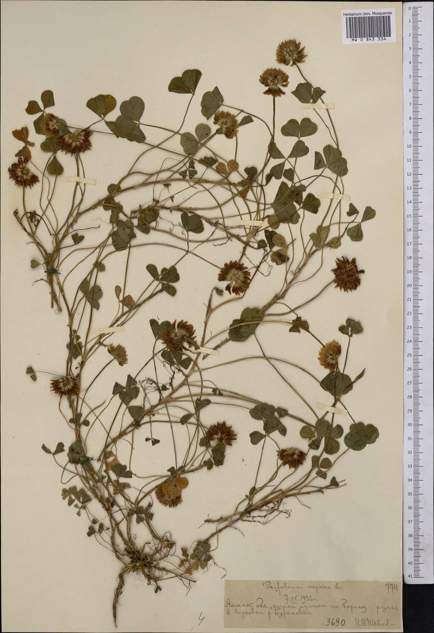 Trifolium repens L., Middle Asia, Northern & Central Tian Shan (M4) (Kazakhstan)