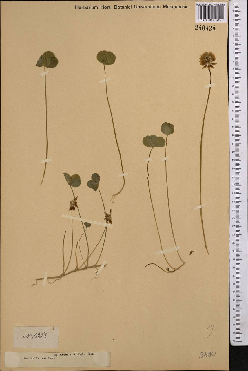 Trifolium repens L., Middle Asia, Muyunkumy, Balkhash & Betpak-Dala (M9) (Kazakhstan)