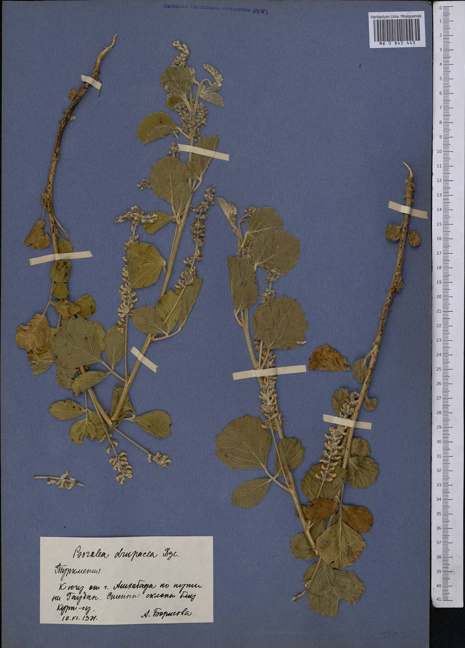 Cullen drupaceum (Bunge)C.H.Stirt., Middle Asia, Kopet Dag, Badkhyz, Small & Great Balkhan (M1) (Turkmenistan)