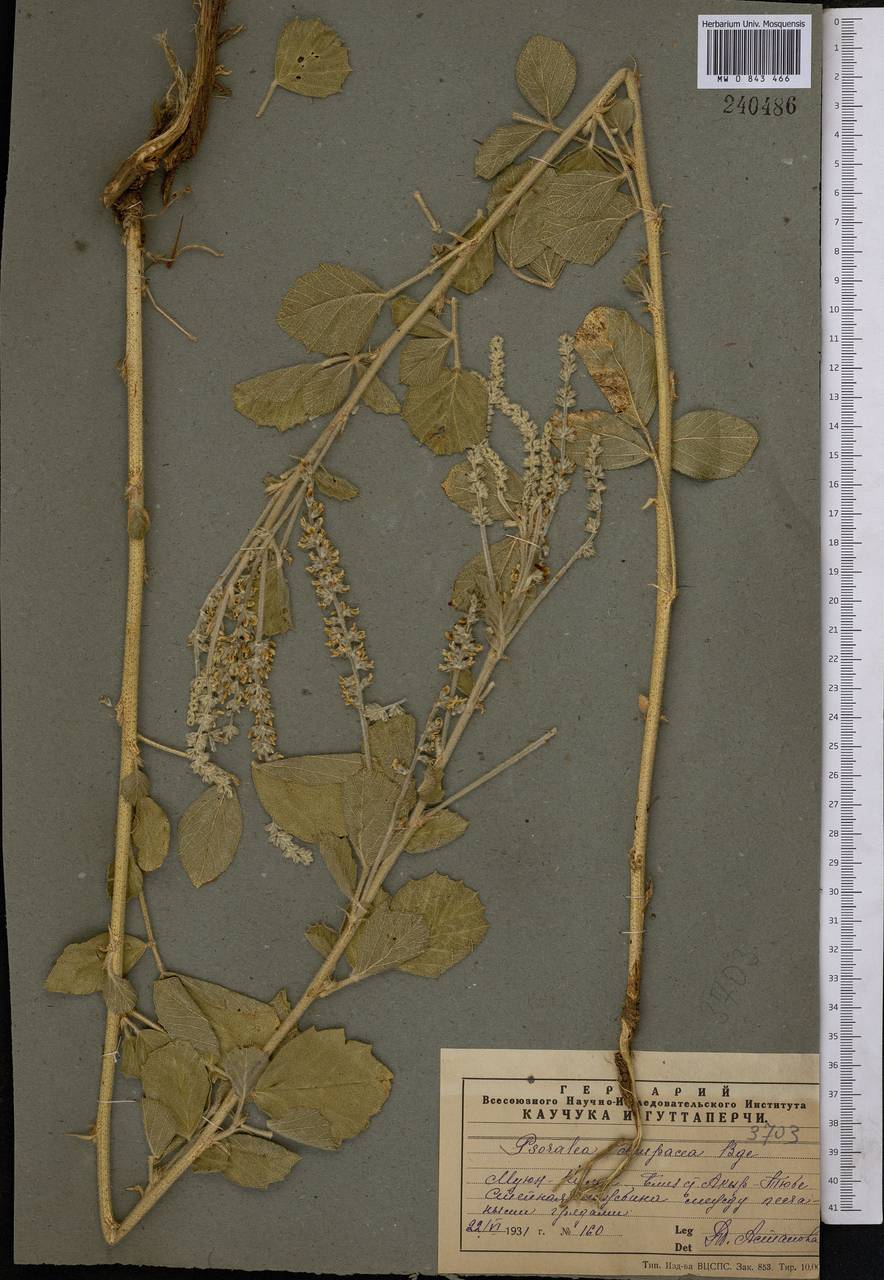Cullen drupaceum (Bunge)C.H.Stirt., Middle Asia, Muyunkumy, Balkhash & Betpak-Dala (M9) (Kazakhstan)
