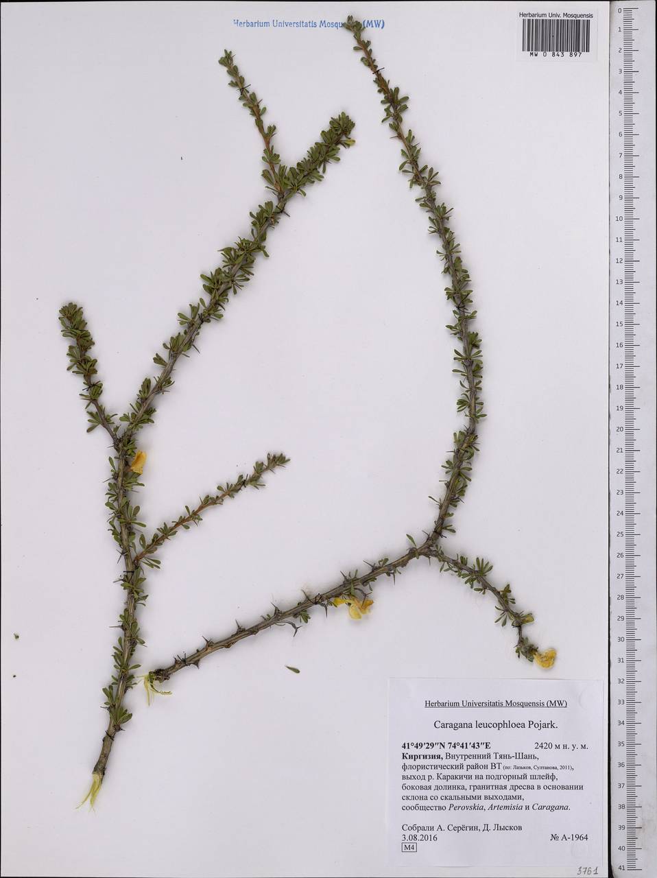 Caragana leucophloea Pojark., Middle Asia, Northern & Central Tian Shan (M4) (Kyrgyzstan)