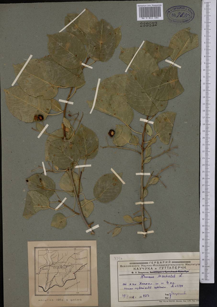 Prunus mahaleb L., Middle Asia, Pamir & Pamiro-Alai (M2) (Tajikistan)