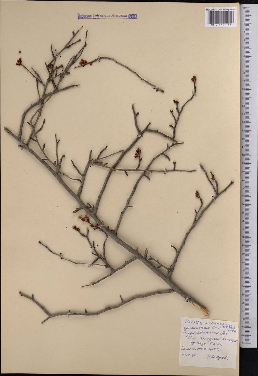 Prunus microcarpa C. A. Mey., Middle Asia, Kopet Dag, Badkhyz, Small & Great Balkhan (M1) (Turkmenistan)