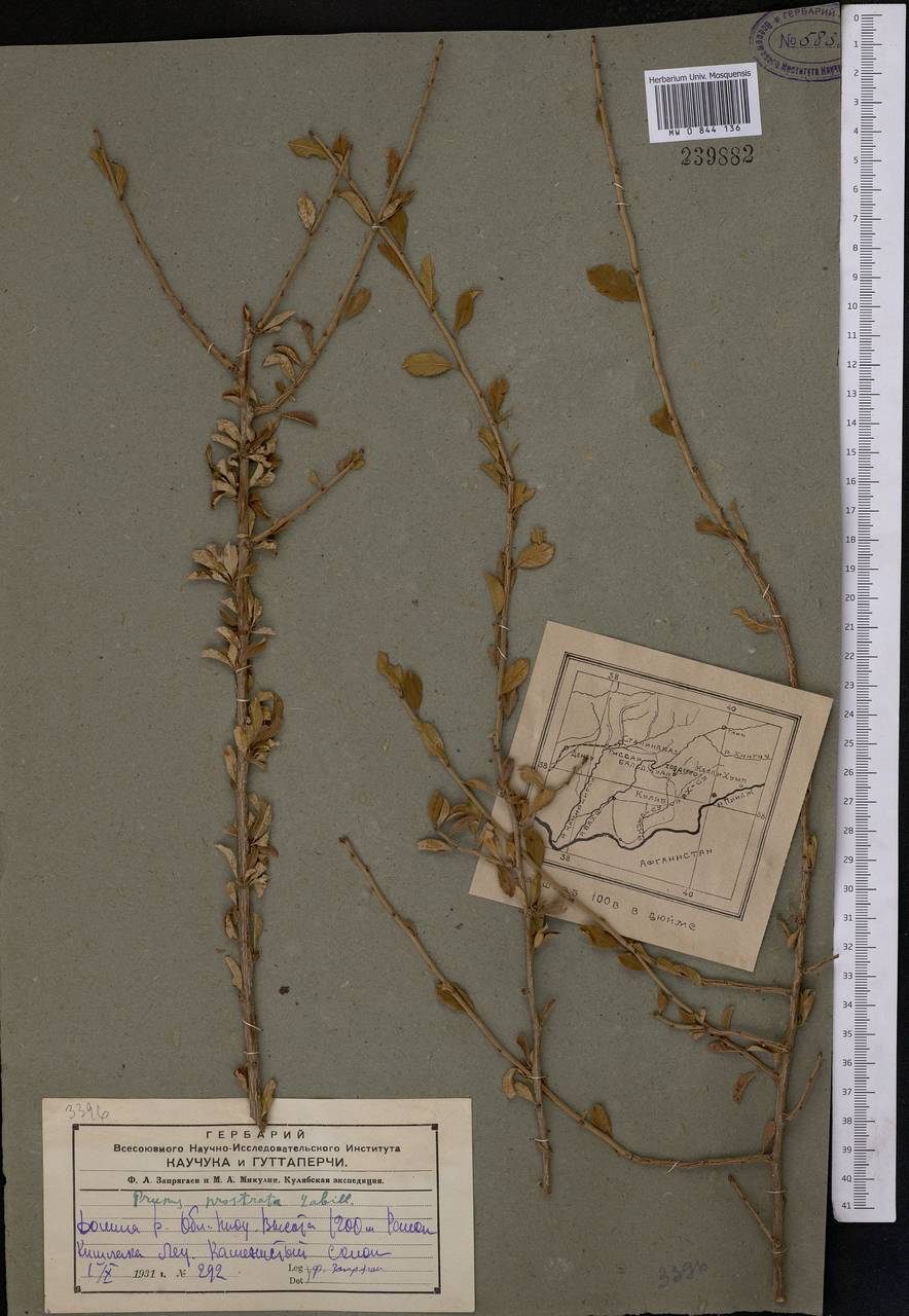Prunus pseudoprostrata (Pojark.) Rech. fil., Middle Asia, Kopet Dag, Badkhyz, Small & Great Balkhan (M1) (Turkmenistan)