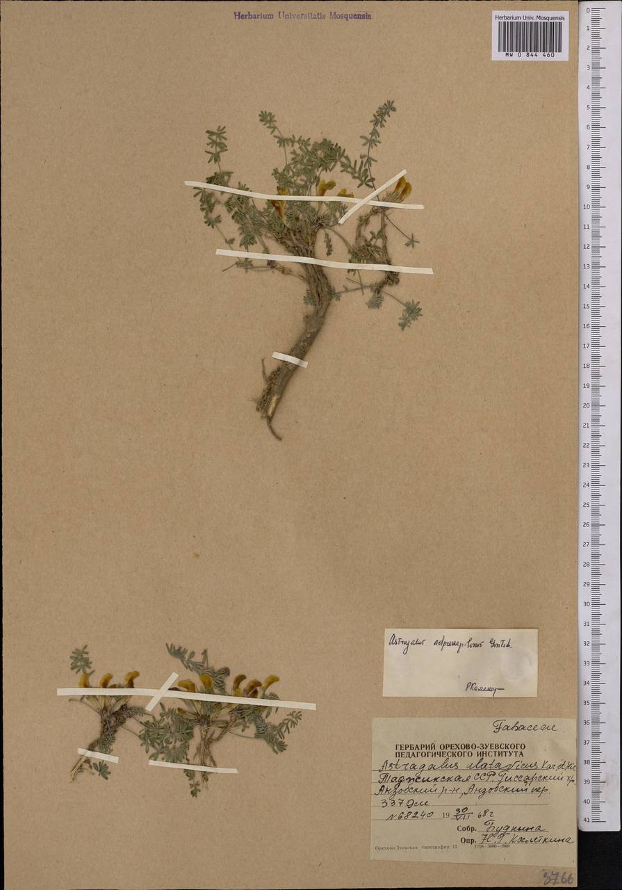 Astragalus adpressipilosus Gontsch., Middle Asia, Pamir & Pamiro-Alai (M2) (Tajikistan)